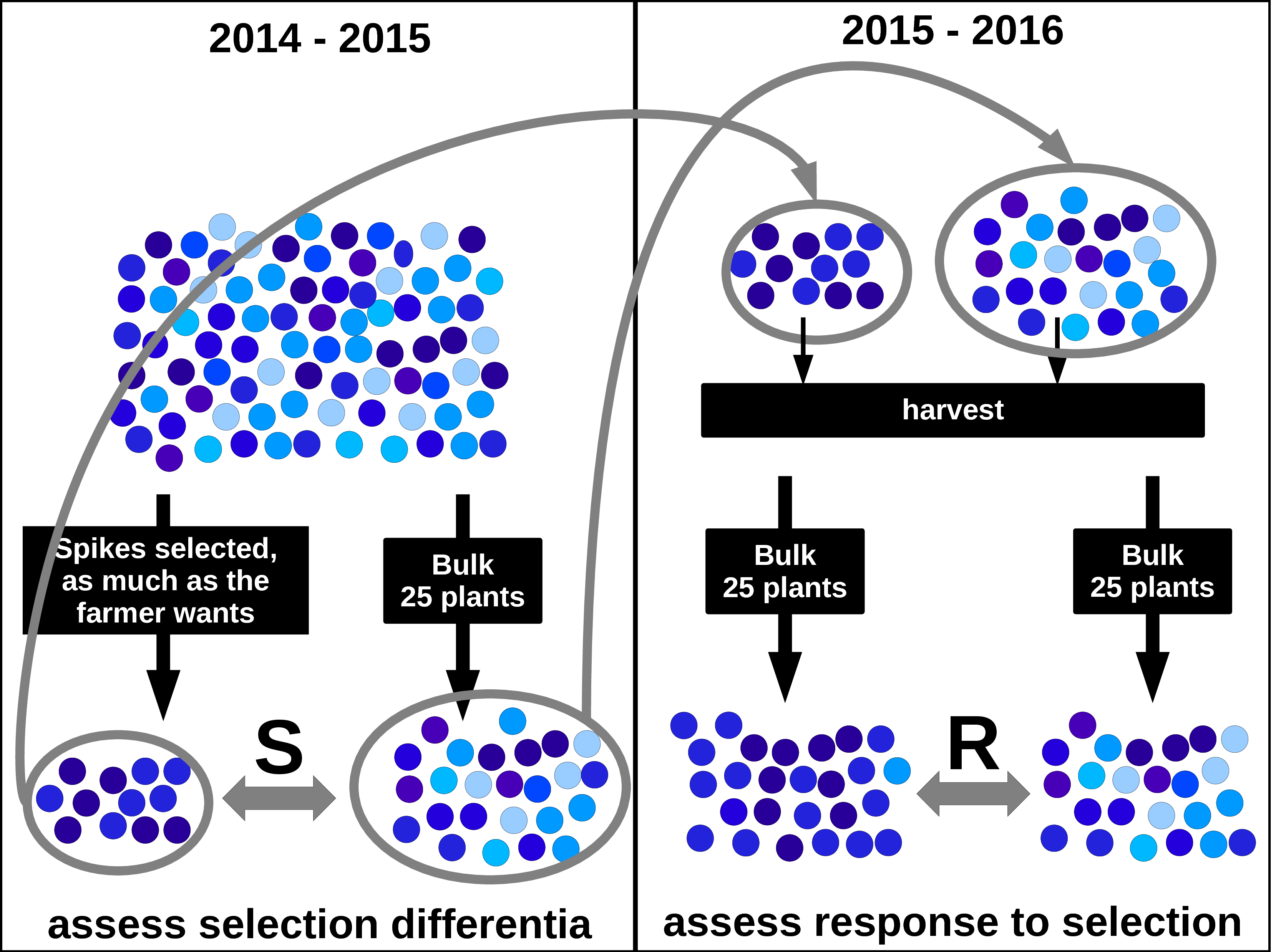 Seletion differential (S) in 2014-2015 and response to selection (R) in 2015-2016. Circles and arrows in gray represent the seed-lots that have been sown in 2015 after harvest in 2015.[@SandR_EN]