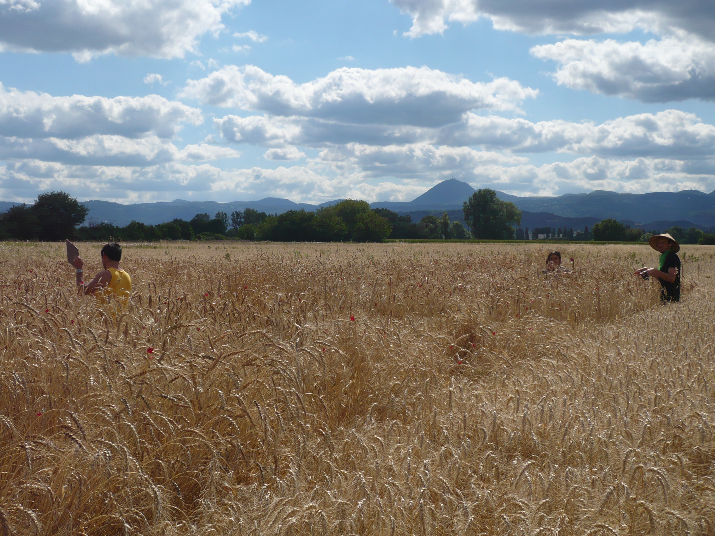 Wheat trials on farm within our participatory plant breeding programme, summer 2012, Auvergne, France. CC-BY-NC-SA. Pierre Rivière. [@JSG_2012_1]